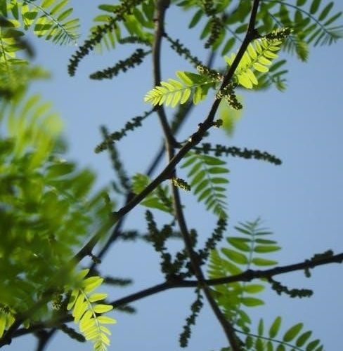 the day of the locust pdf