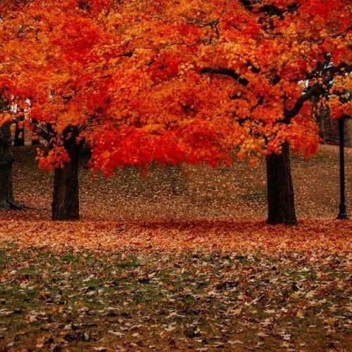 whitman’s sampler guide