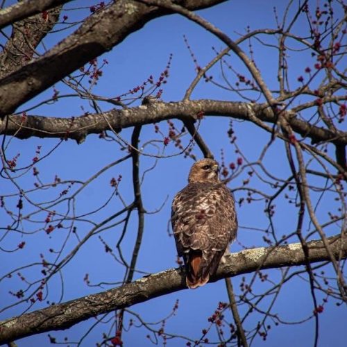 ruger air hawk elite 2 manual