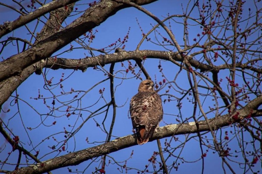 ruger air hawk elite 2 manual