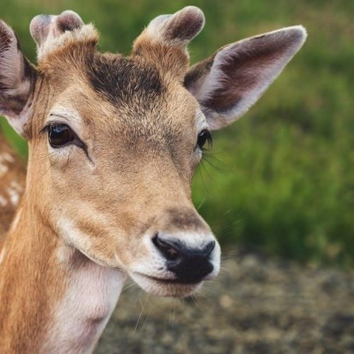 does prodemand have a labor guide