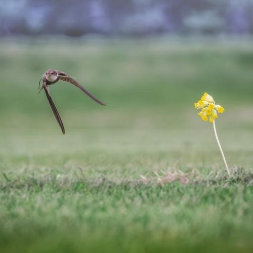 swift 500 series oven manual