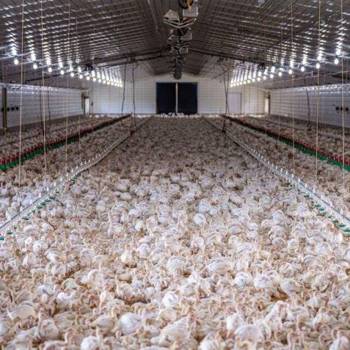 sunrise farms stuffed chicken cooking instructions