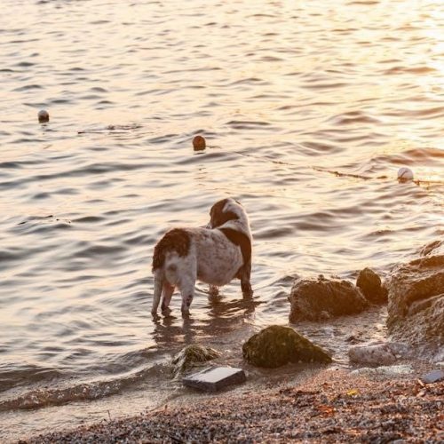 the curious incident of the dog in the night pdf