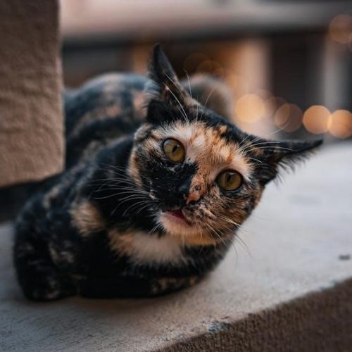 focus on grammar 3 5th edition pdf free download