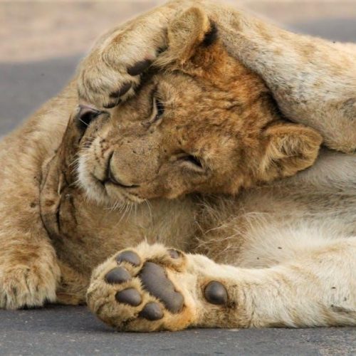 cub cadet xt1 lt50 manual