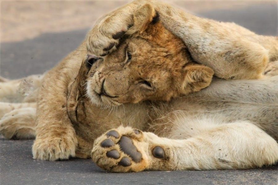 cub cadet xt1 lt50 manual