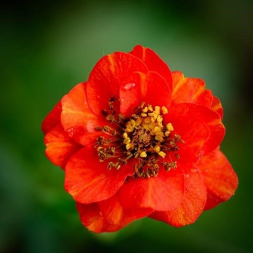 south carolina landlord-tenant act pdf