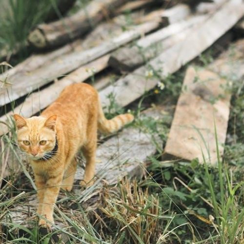 petsafe e collar instructions