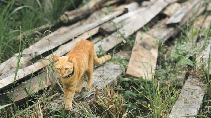 petsafe e collar instructions