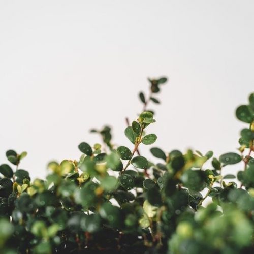 photosynthesis pdf worksheet