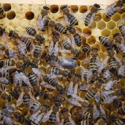 the secret life of bees pdf