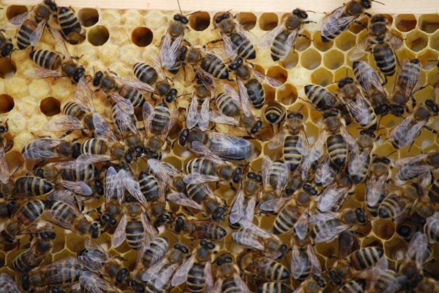 the secret life of bees pdf