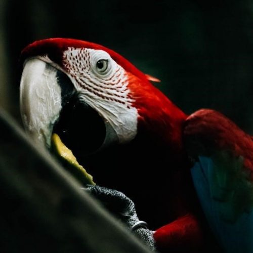 birdsofnorthamer00also_0.pdf