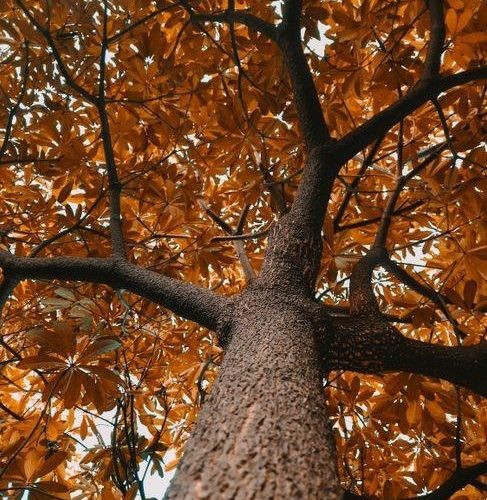 arborist study guide