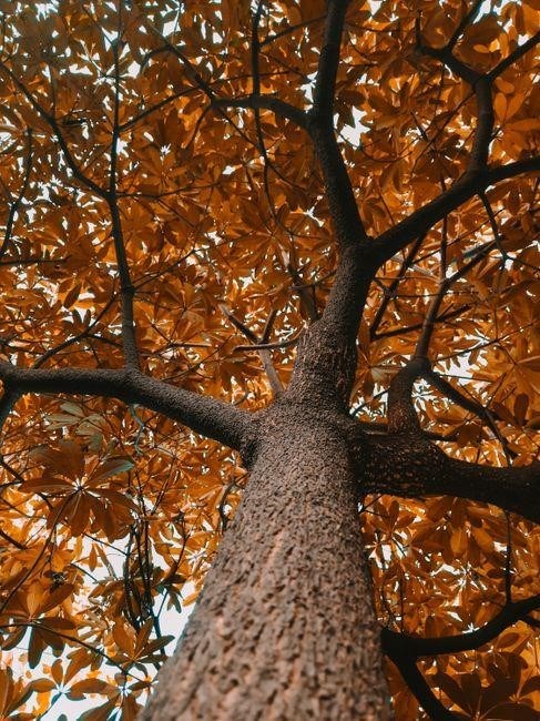 arborist study guide